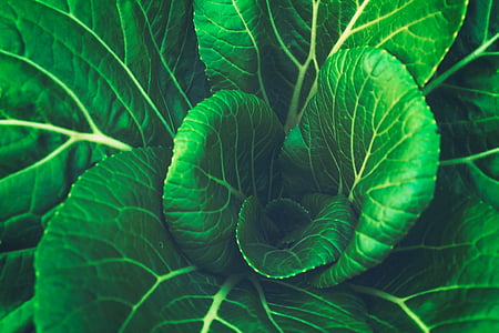 green, leaf, vegetable, cabbage