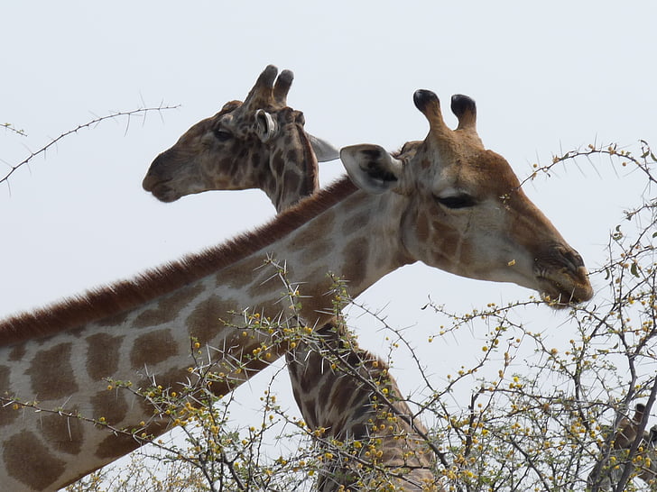 giraffer, Etosha, Namibia