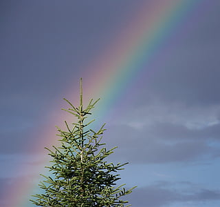 arco iris, cielo, árbol, naturaleza, luz, árbol de hoja perenne, azul
