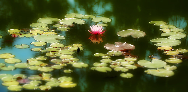 Λίμνη, υδρόβιων φυτών, φύση, ροζ, λευκό, Nuphar lutea, πράσινο