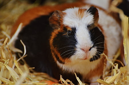 guinea pig, wildpark poing, cute, nager, young animals, small, young