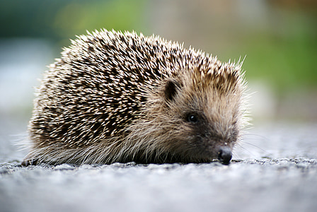 hedgehog, animal, wild, garden