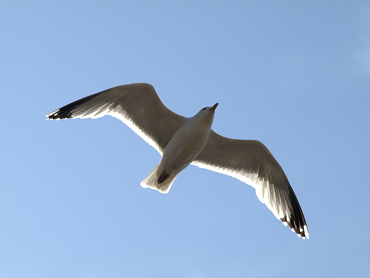 seagull, flight, sky, bird, animal, fly, water bird