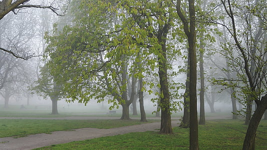 landscape, view, nature, park, plants, tree, the fog