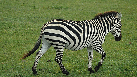 Zebra, Safari, Africa, Tanzania, animale, selvaggio, Predator