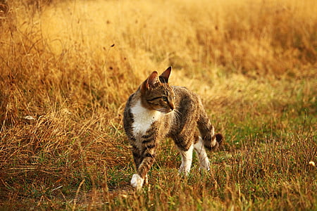 cat, kitten, mieze, tiger cat, mackerel, grass, autumn