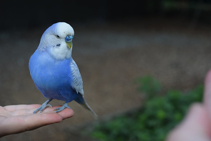 parakeet, cute, bird, blue, human hand, human body part, human finger