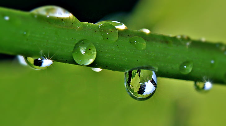 drip, raindrop, drop of water, grapevine, wine leaf, mirroring, macro