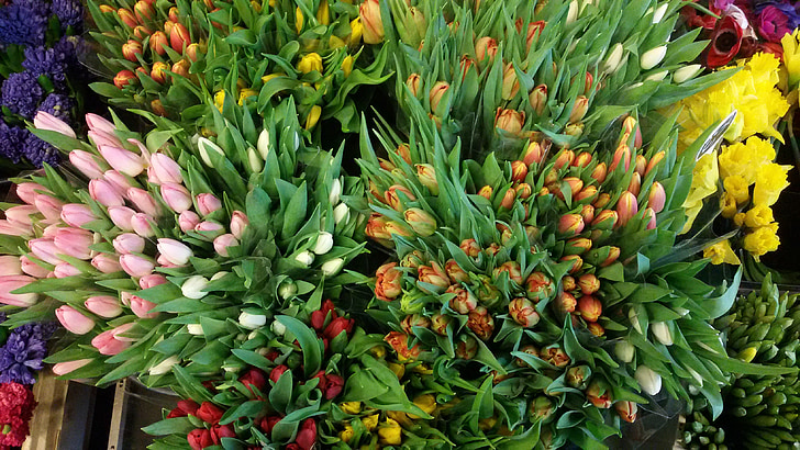 kwiaty, tulipany, rośliny, Natura, kolory, Kwiaciarnia