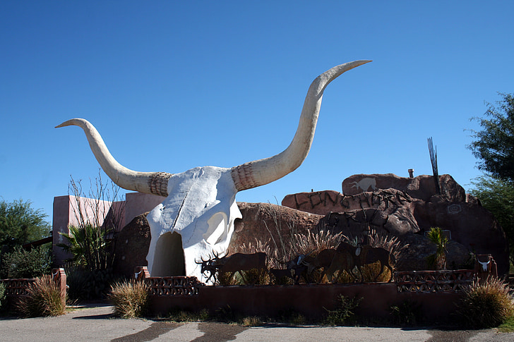 Longhorn, Arizona, sydvest, kvæg, hvid, ko, kranium