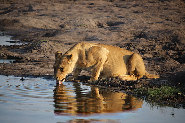 oroszlán, vadon élő állatok, Zimbabwe