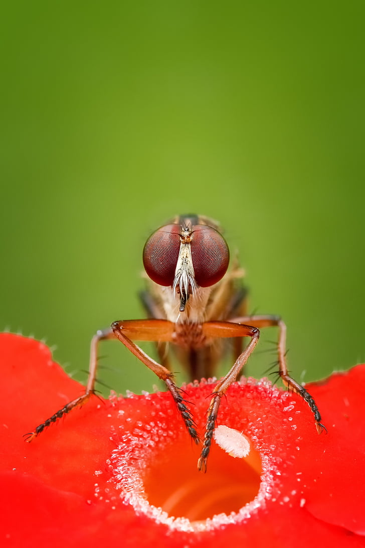 robberfly, voar, inseto, macro, animal, vida selvagem, Detalhado