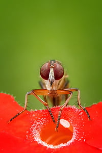 robberfly, 飛ぶ, 昆虫, マクロ, 動物, 野生動物, 詳細です