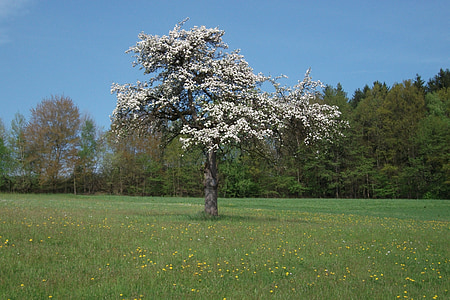 tree, flowers, apple blossom, bloom, spring, white, beautiful