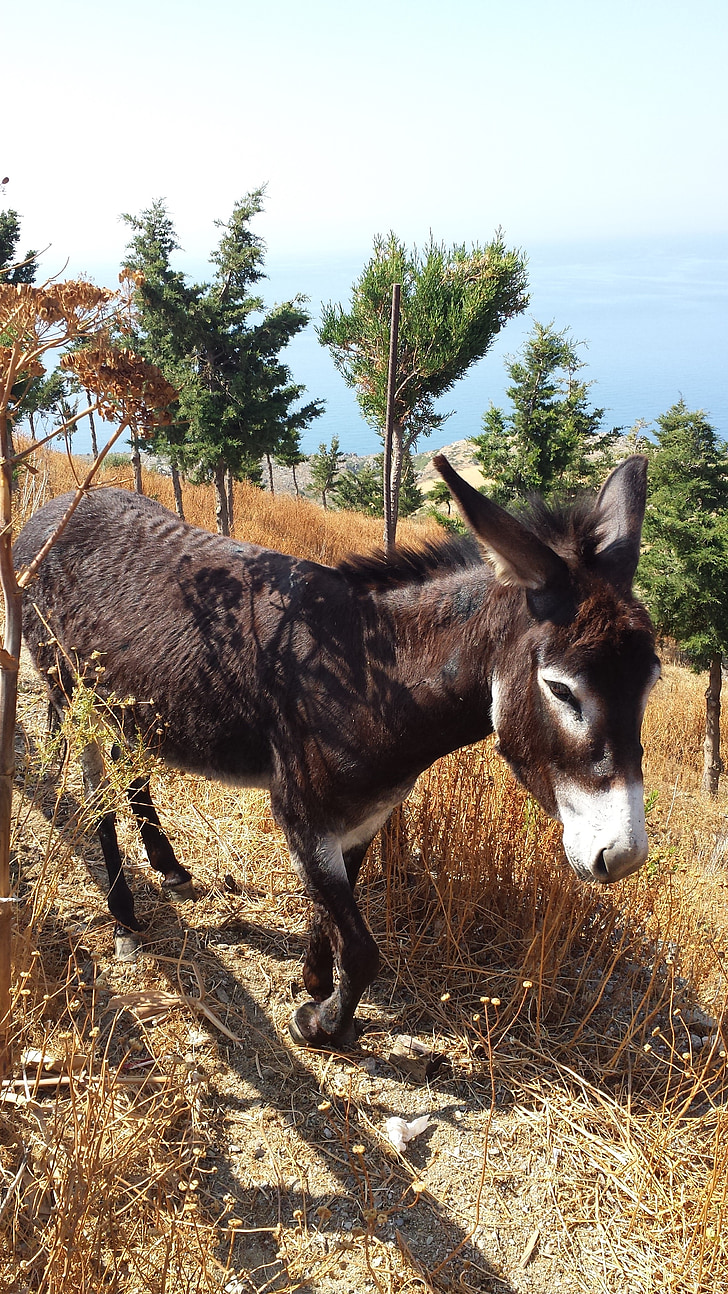 burro, Grécia, último animal
