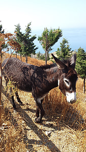 burro, Grecia, último animal