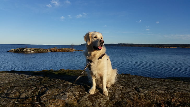 hond, Lake, water, natuur, herfst, zomer, stenen
