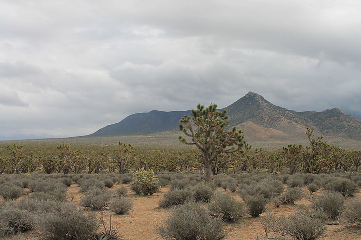 Arizona, Josua strom, poušť, Spojené státy americké, Nevada, Amerika, Příroda