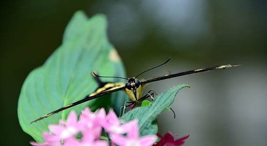 a coda di rondine, Papilio machaon, farfalla, chiudere, insetto, farfalle, tropici