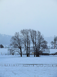 ziemā koki, Ziemas ainava, sniega, koki, auksti, ziemas, laika apstākļi