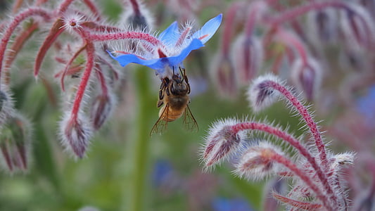 blomst, Bee, grovfôr, makro, anlegget, sårbarheten, natur