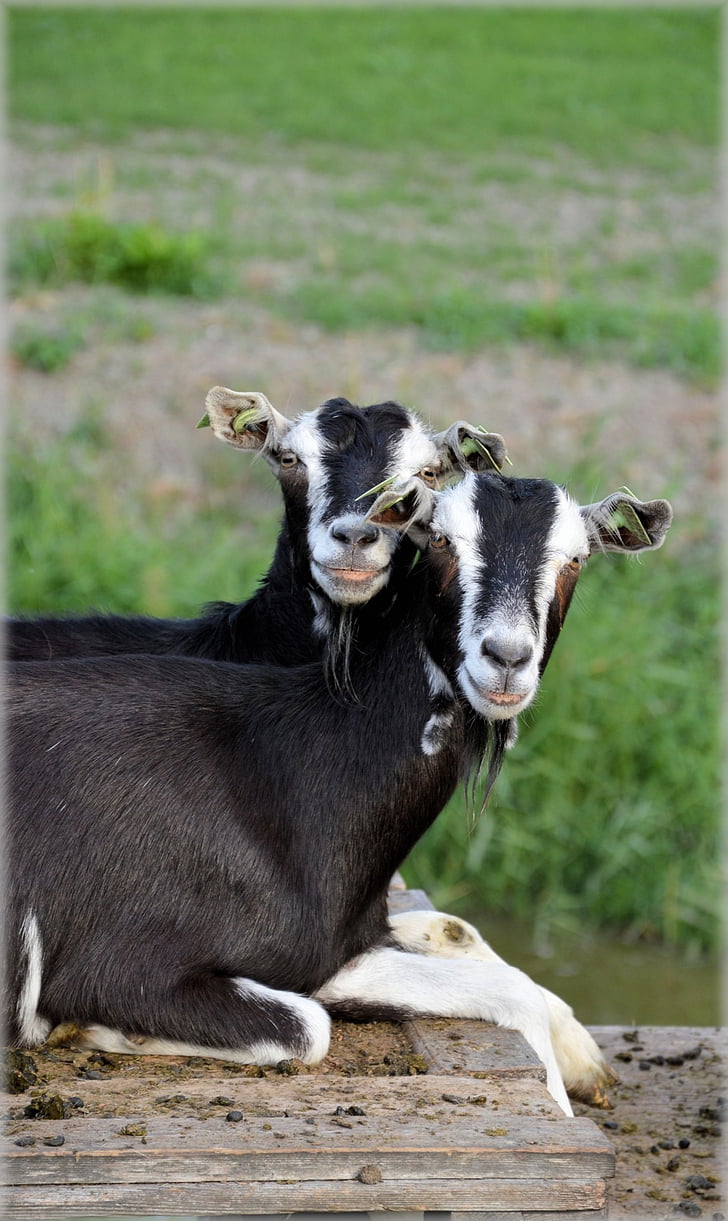 goat, animals, herd, farm, outdoor, farm animals, rural