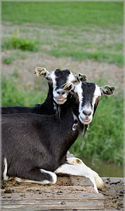 коза, животни, стадо, ферма, Открит, селскостопански животни, селски