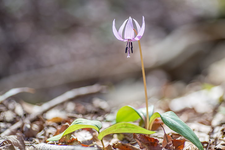 flowers, spring, japanese dog's tooth violet, alpine plant, plant, pink, one flower