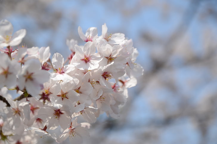 cherry blossom, flower, white, blue sky