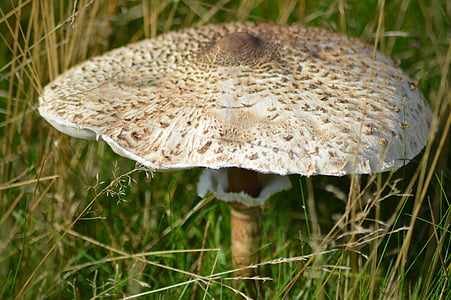 mushroom, plant, forest, nature, fungus, autumn, close-up