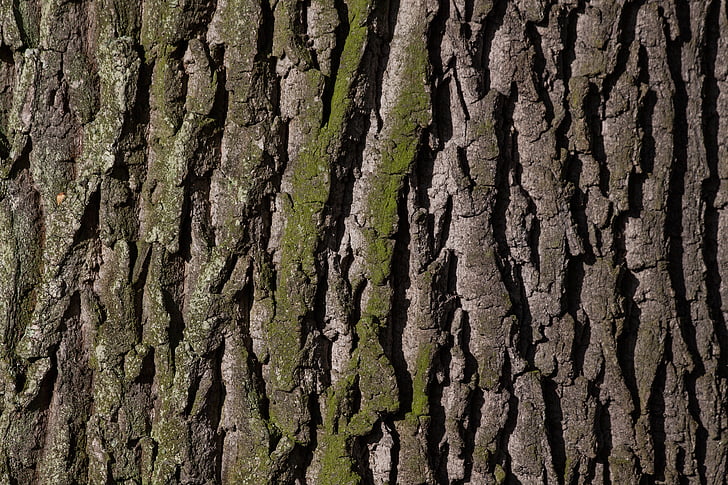 bark, träd, Oak, gammal ek, bast, skjul bark, Moss