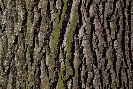bark, tree, oak, old oak, bast, shed bark, moss