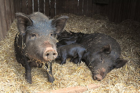 свиньи, поросят, ферма, животное, Baby животных, мило, свинья