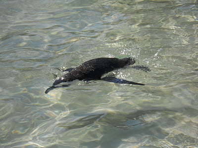 Pinguin, Findlinge, Boulders Strand, Südafrika, Urlaub