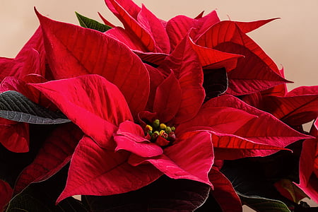 Αλεξανδρινό, έλευση, Χριστούγεννα, διακοσμήσεις, κόκκινο, λουλούδι, τριαντάφυλλο - λουλούδι