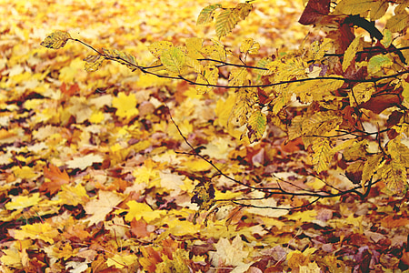 høst, blader, gylden, gul, skog, skogbunnen, fall farge