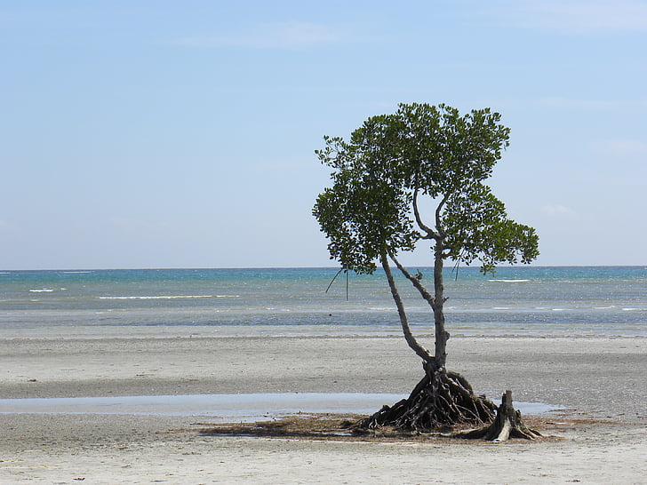 Beach, træ, kyst, sandstrand, sand, ensom, natur
