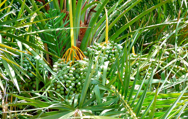 palmier dattier, vert, arbre, Palm, nature, plante, feuille
