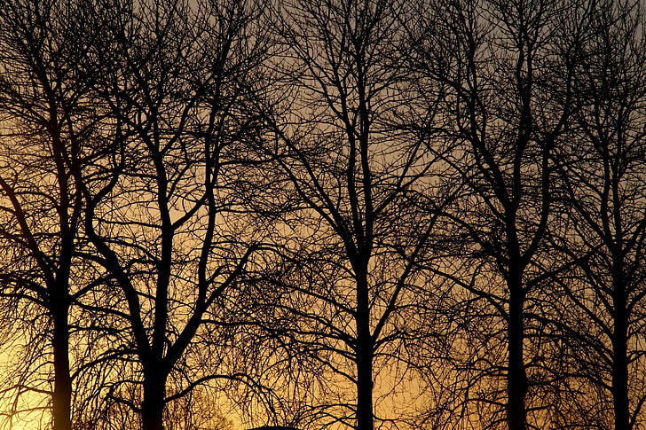trees, winter, sun, nature, silhouette, light, dark