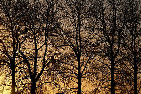 árboles, invierno, sol, naturaleza, silueta, luz, oscuro