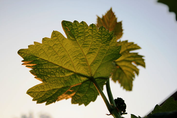 vine, grape, leaves, veins, green-gold, stalks, sunlight