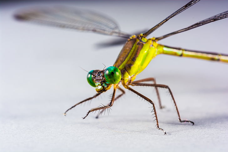 Dragonfly, insect, sluiten, oog