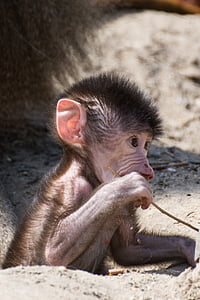 mono, joven mono, Parque zoológico, animal joven, lindo, dulce, monos jóvenes
