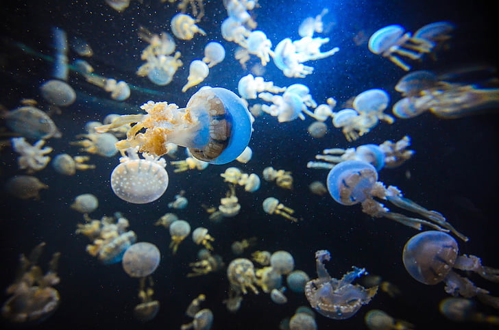 Сінґапур, акваріум, медузи, підводний, Морський акваріум, риби, світло морського життя