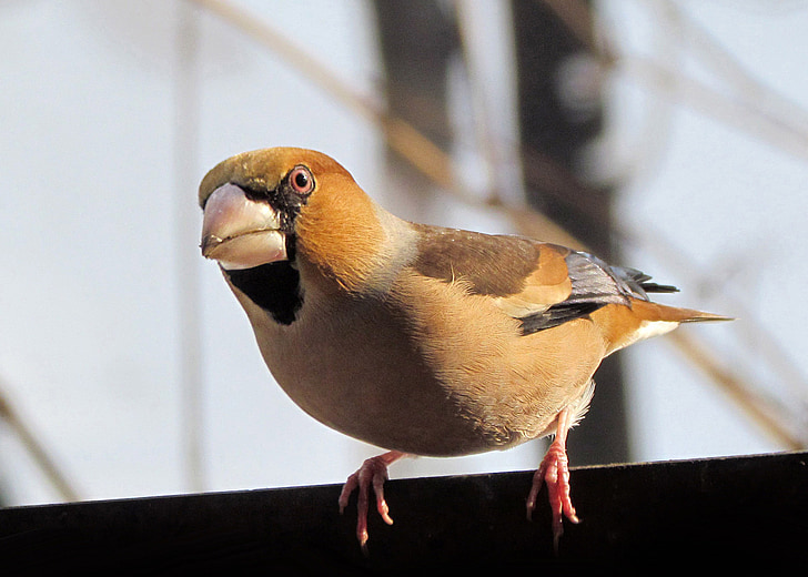 hawfinch, putni, krāsains, knābis, ziemo Bulgārijā