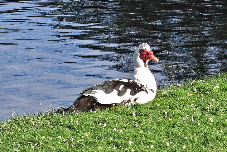 el pato real, pato, pato criollo, Ontario, Canadá