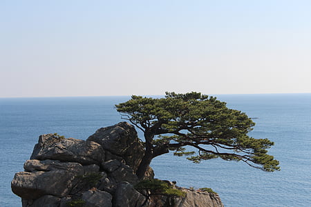 Rock, cây thông, biển pines