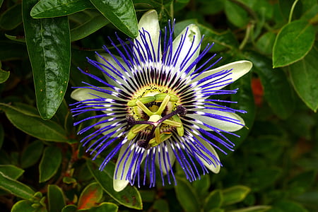 flor de la pasión, Parque, flor, flor, floración, Sark, Inglaterra