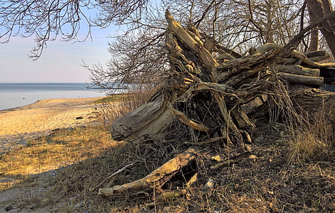 nature, tree root, uprooted tree trunk, winter storm, forward, huge, beach