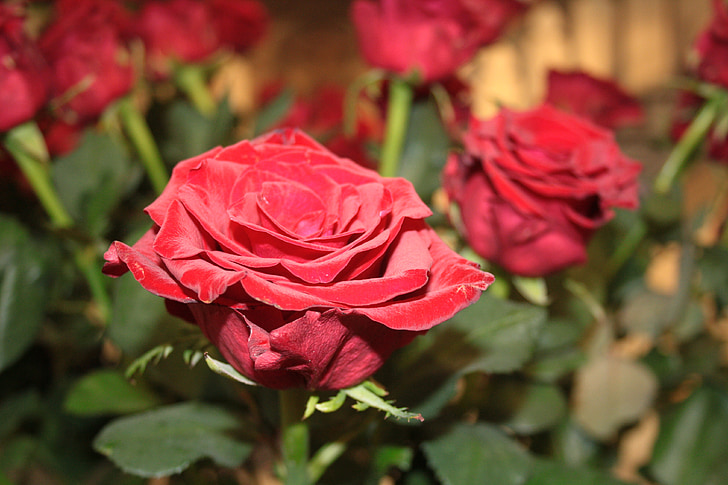 růže, červená, červené růže, květiny, růže - květ, Příroda, okvětní lístek